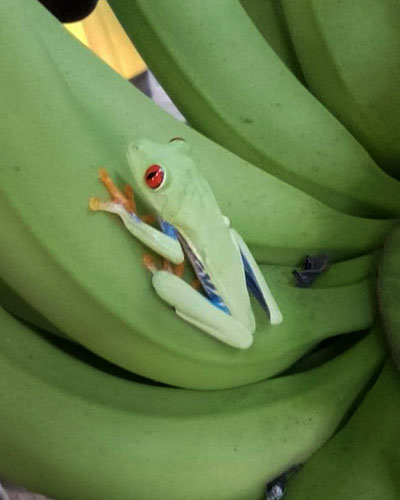 banano-rana