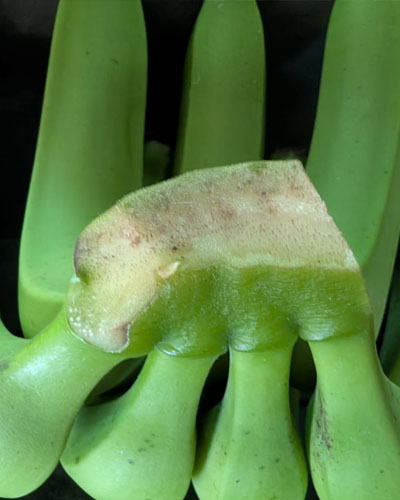 corte-banano
